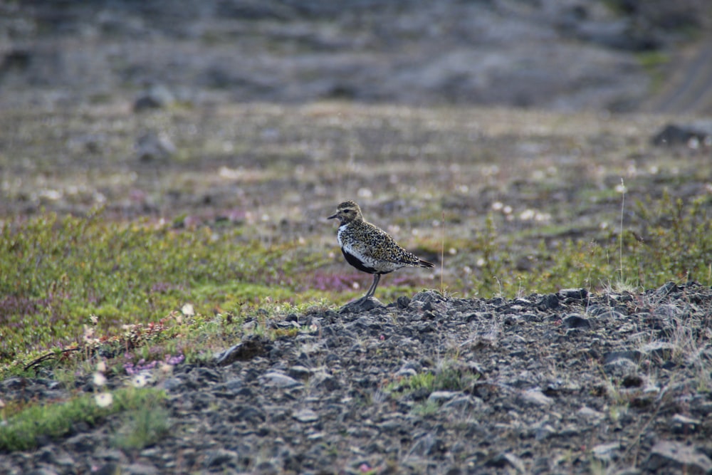 a couple of birds walk across a field