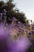 a close up of a flower