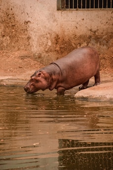 A hippopotamus is standing near the edge of a calm, muddy pool of water. The surrounding area is enclosed, with a textured wall and some bars visible in the background. The hippo is partially in the water, and the scene appears serene and natural.