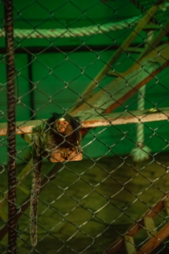 A small marmoset is perched on a wooden platform behind a chain-link fence. The background is filled with ropes and climbing structures, indicating an enclosure setting likely in a zoo or sanctuary. The lighting casts a green hue over the scene.