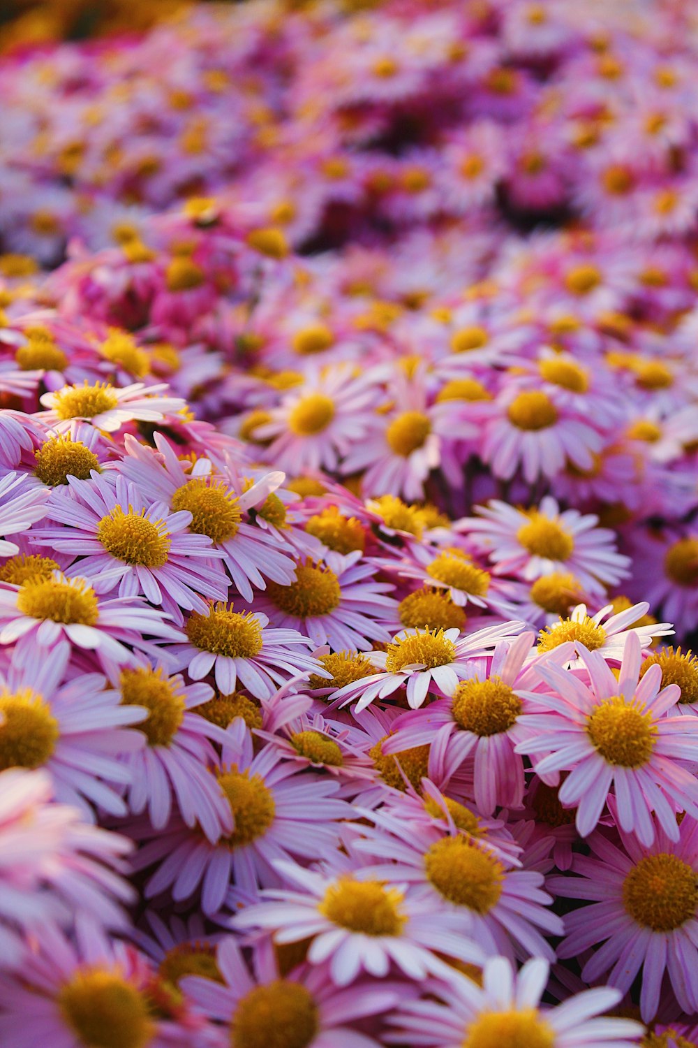 a field of flowers