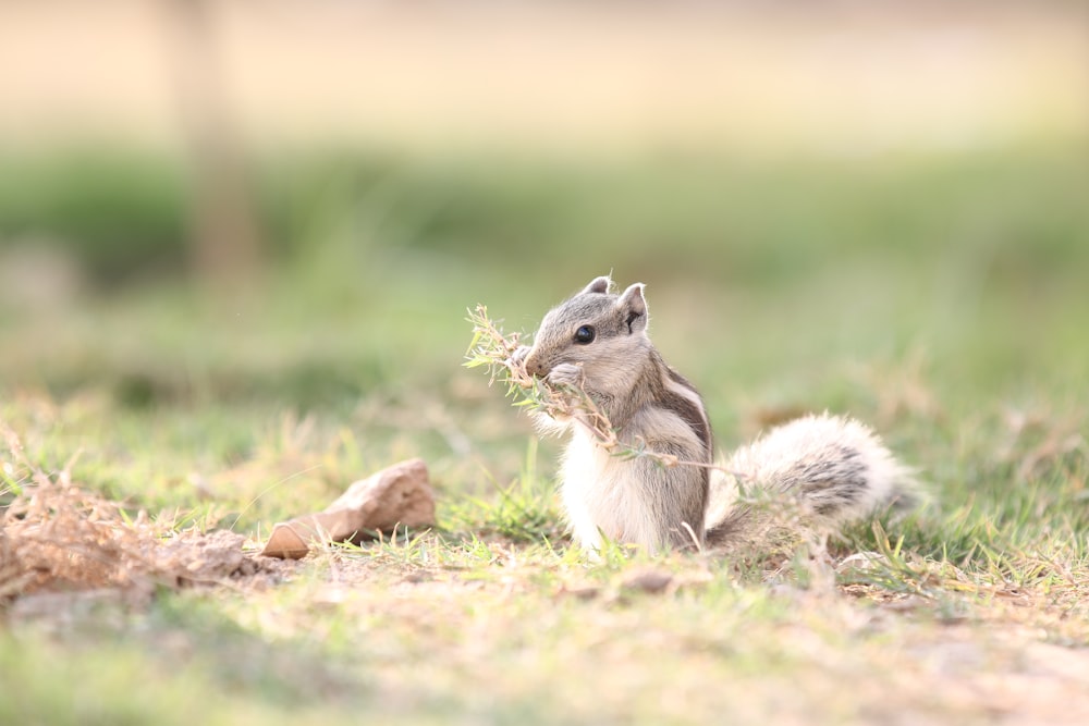 a squirrel eating a pinecone