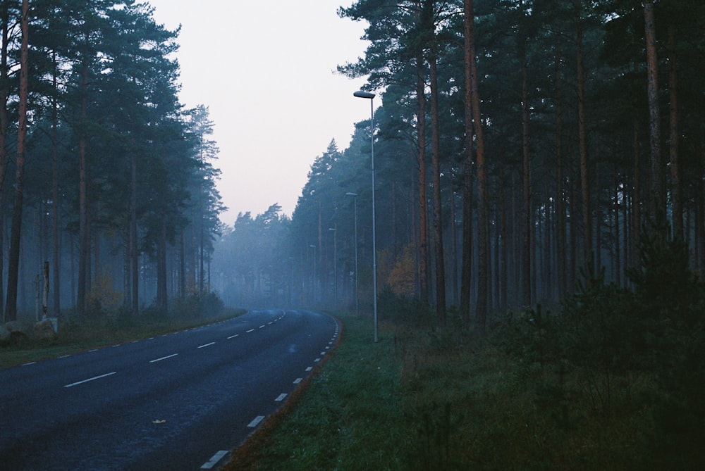 a road with trees on the side
