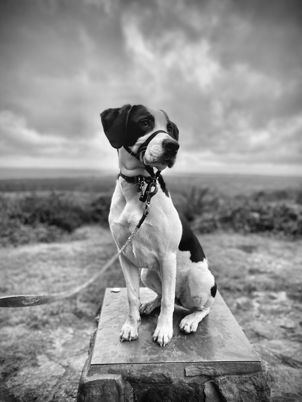 a dog on a leash sitting on a stone bench