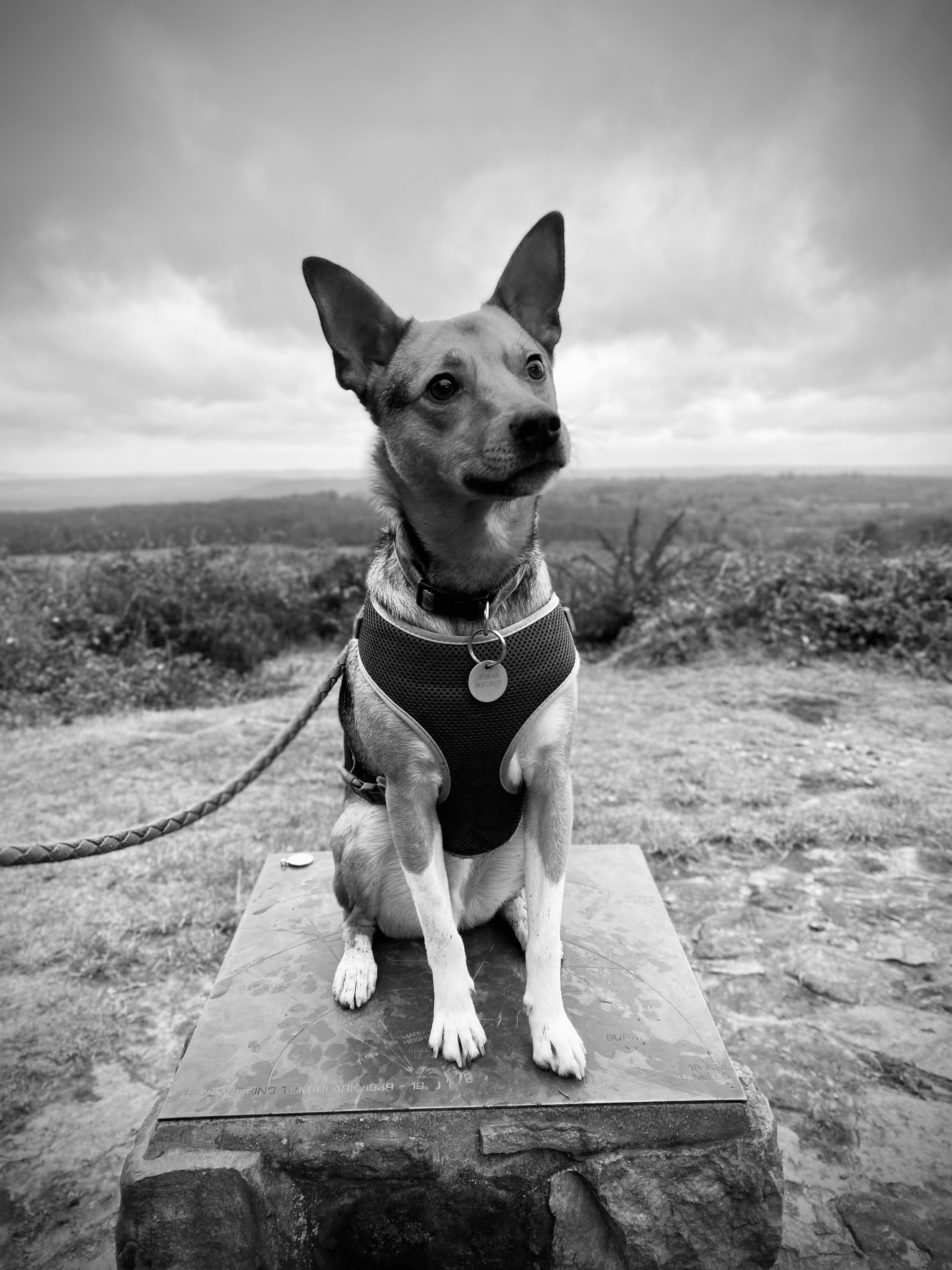 Ein Hund, der auf einem Stein sitzt