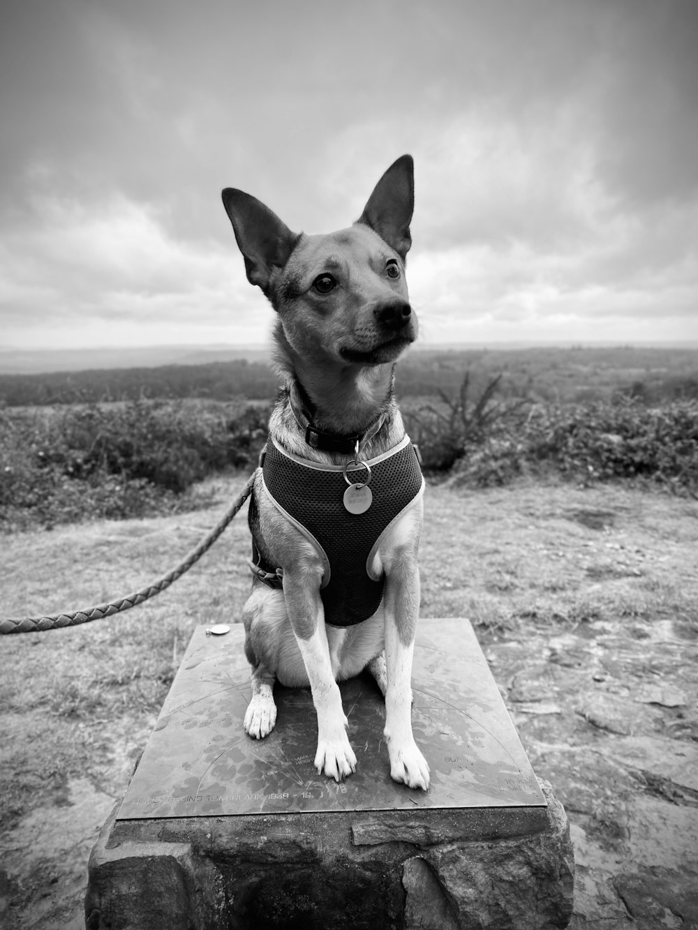 a dog sitting on a stone