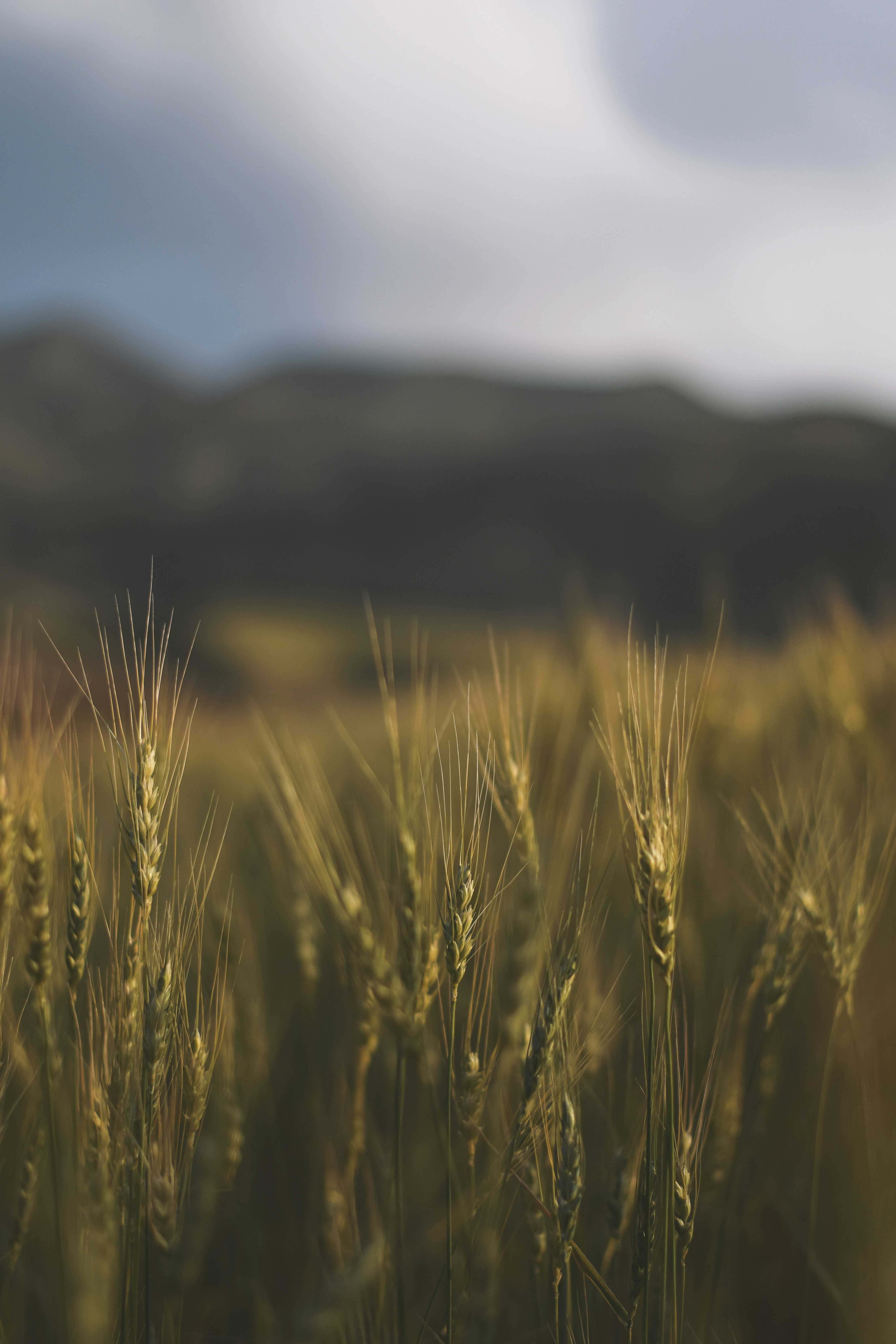 a field of wheat