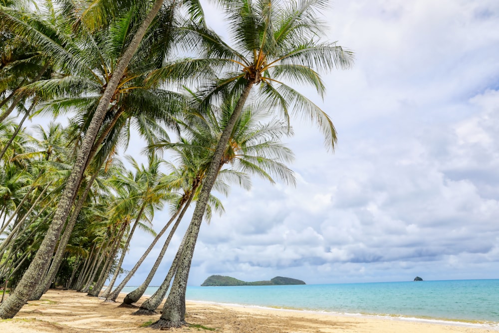 Una playa con palmeras y agua