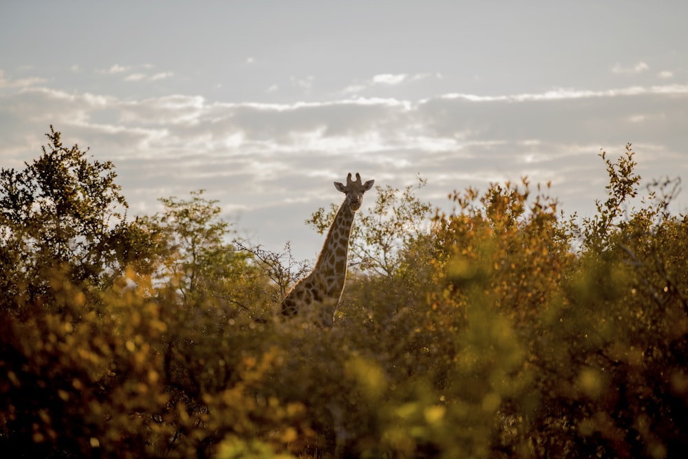 a giraffe standing in a forest