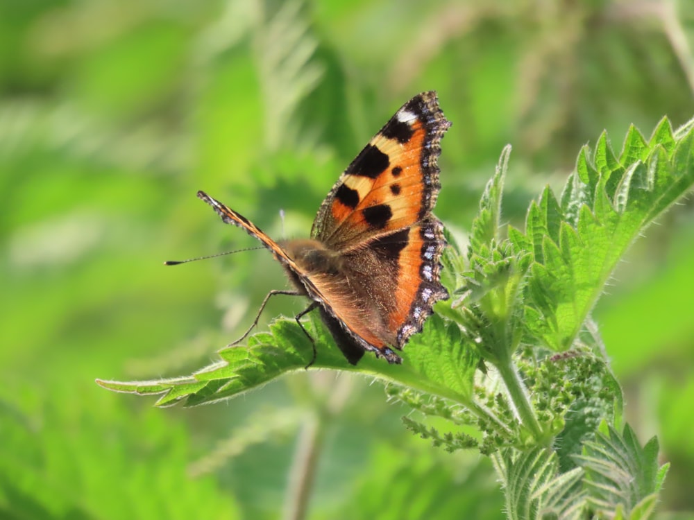 a butterfly on a leaf