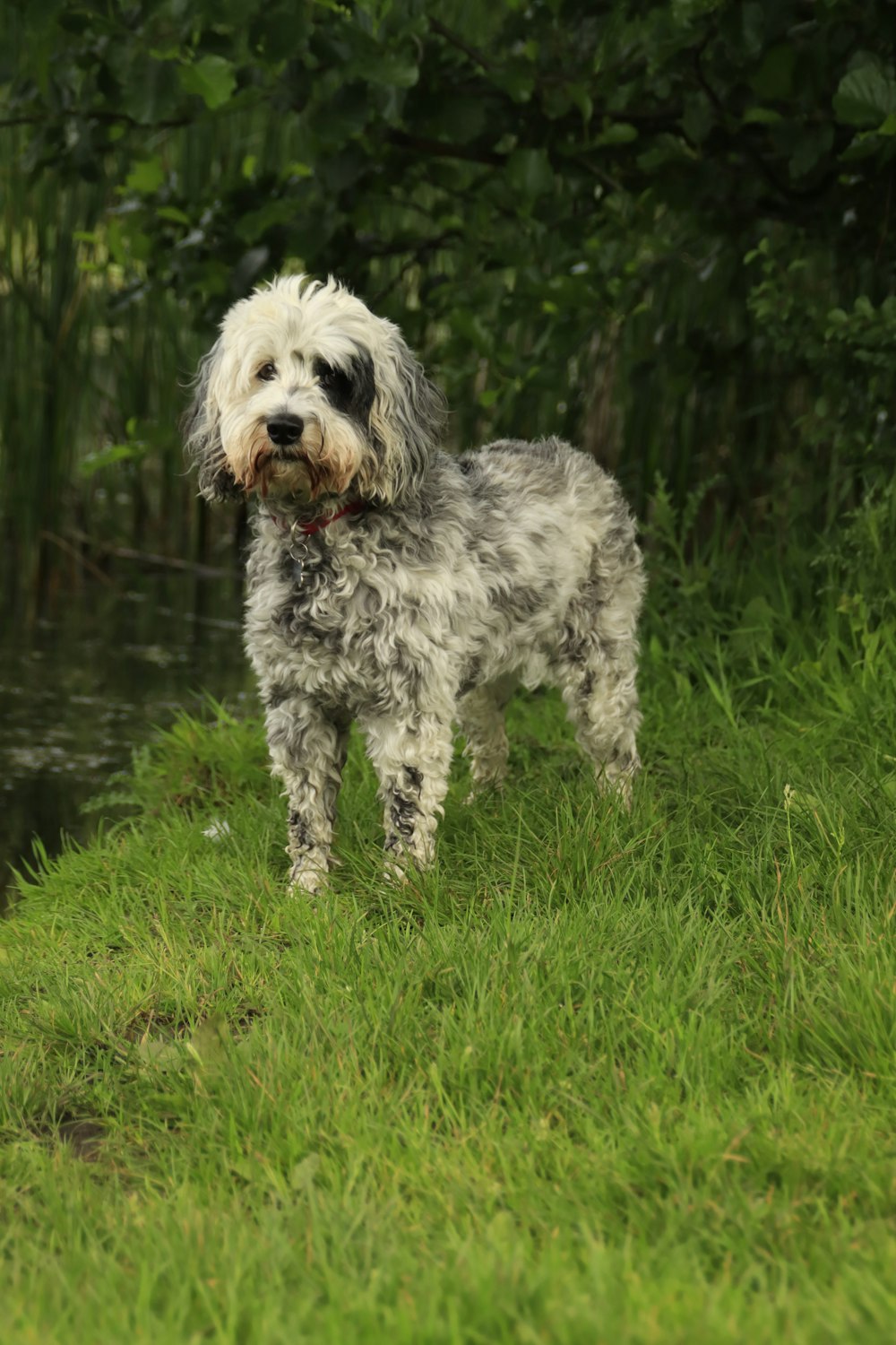 a dog standing in a grassy area