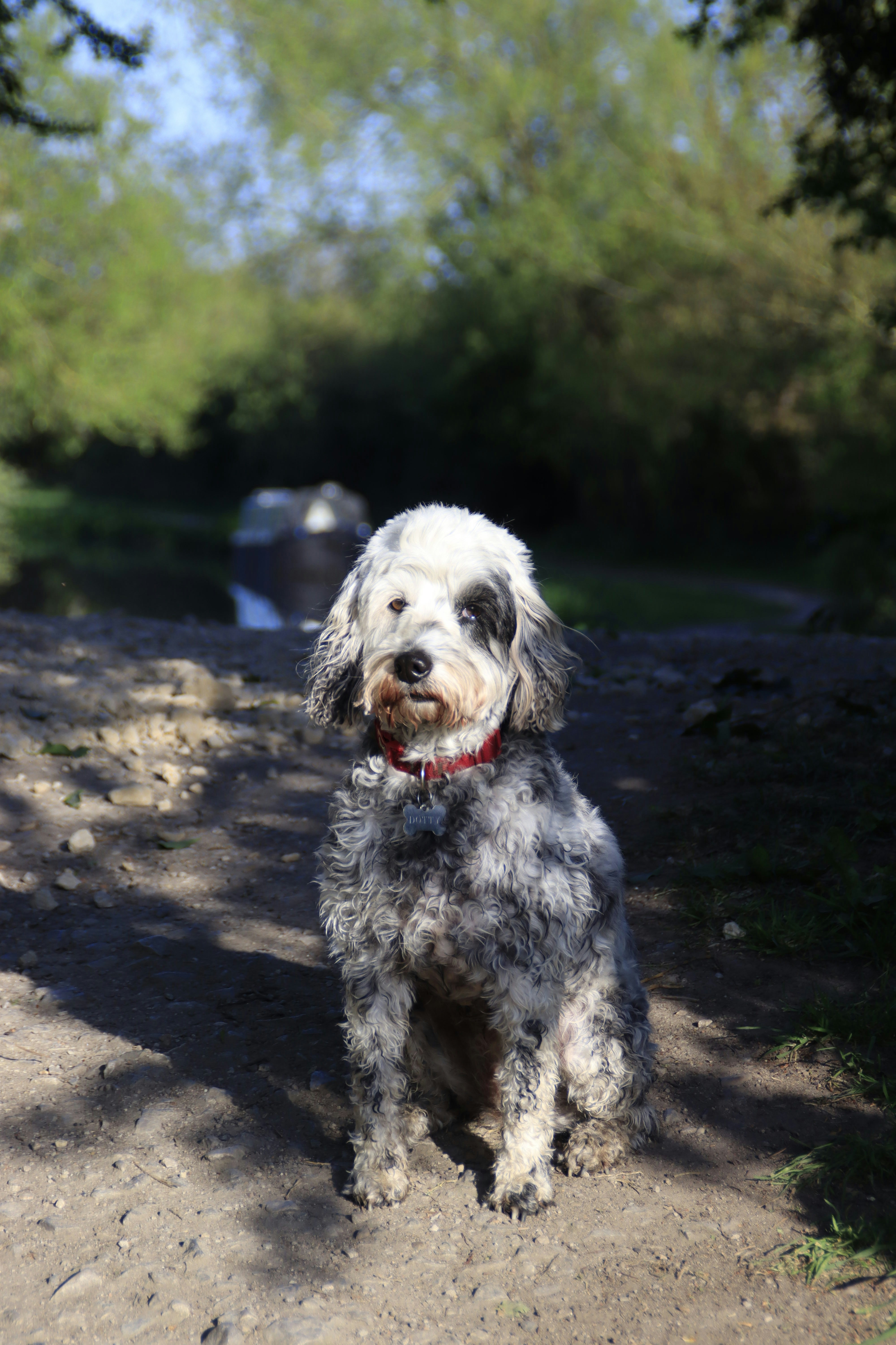 a dog standing on a dirt path