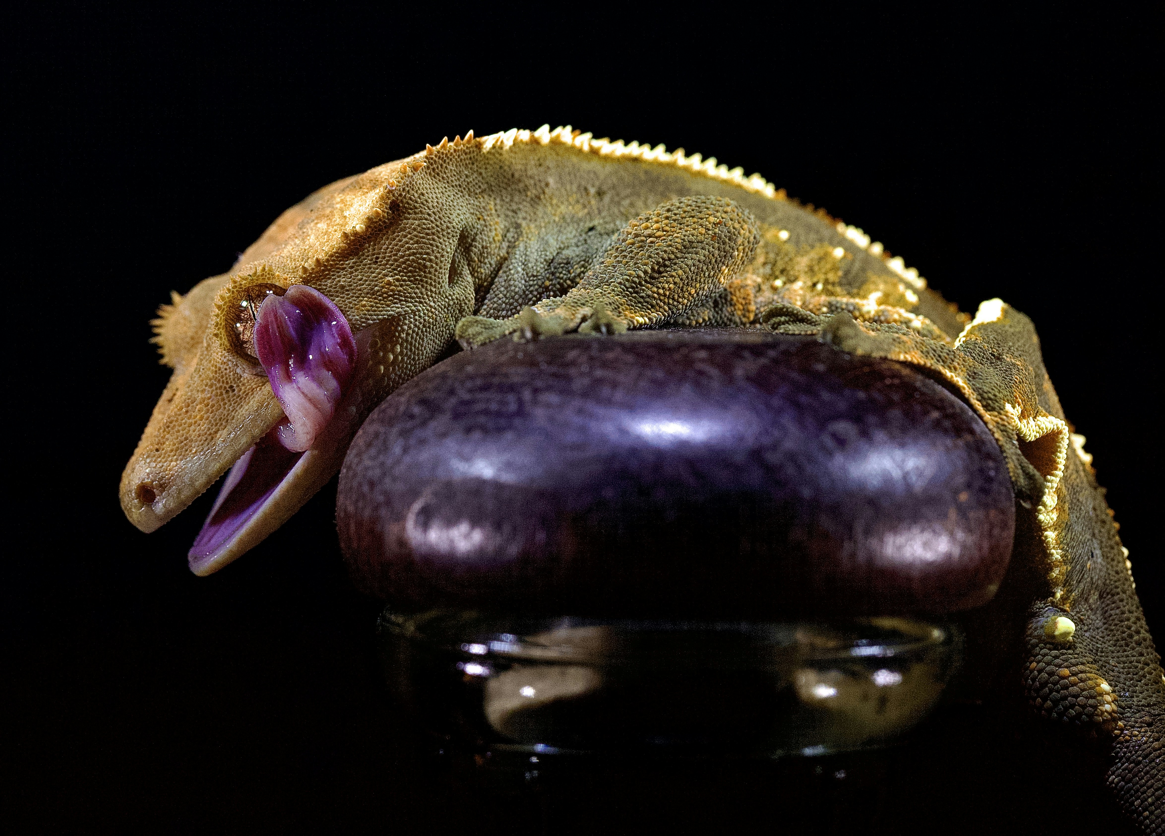 Understanding the Size of Pet Geckos - GeckoSavvy