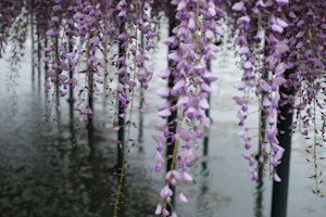 등나무꽃(후지) 시즌