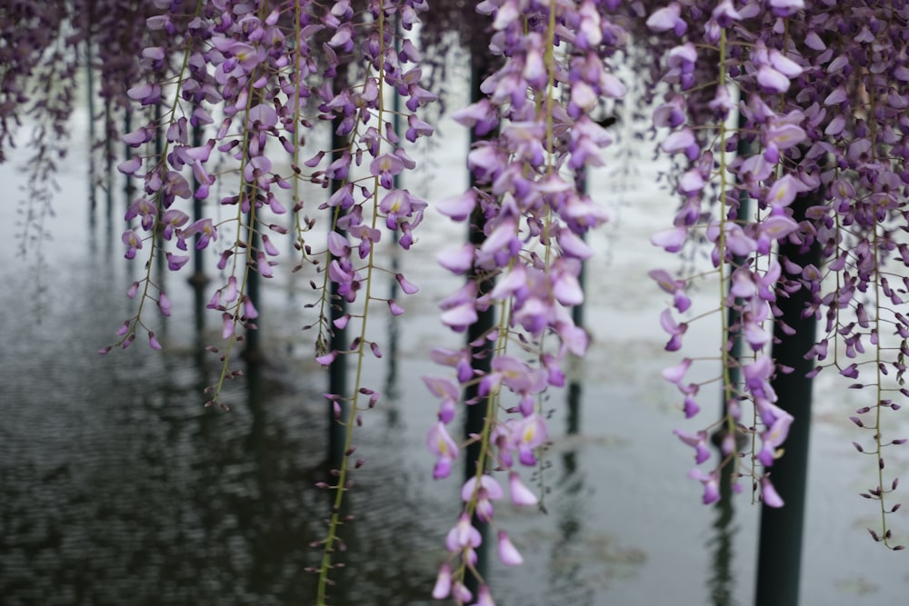 Un grupo de flores púrpuras