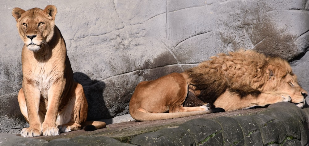 a group of lions lying on a rock