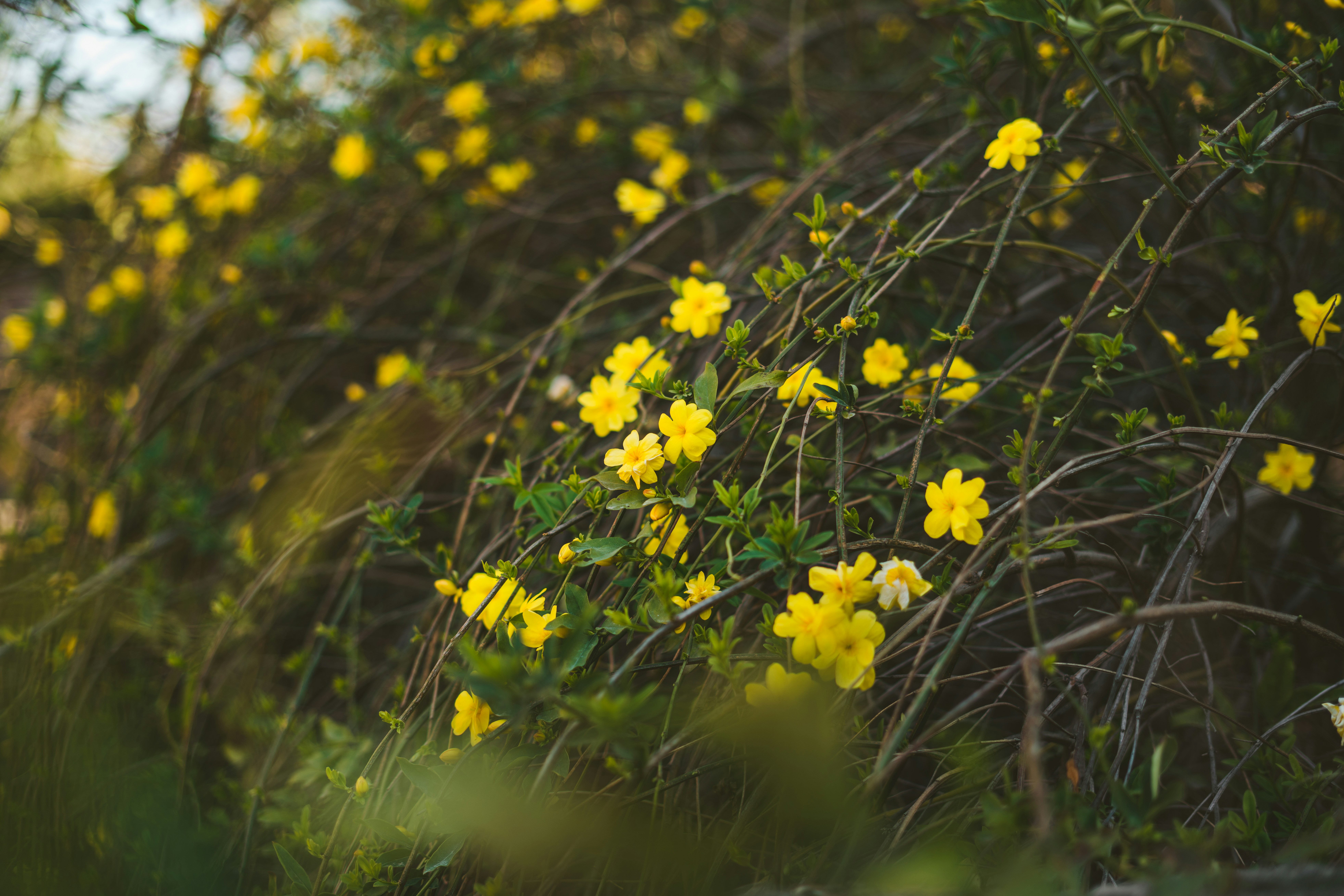 Photo by viditgoswami