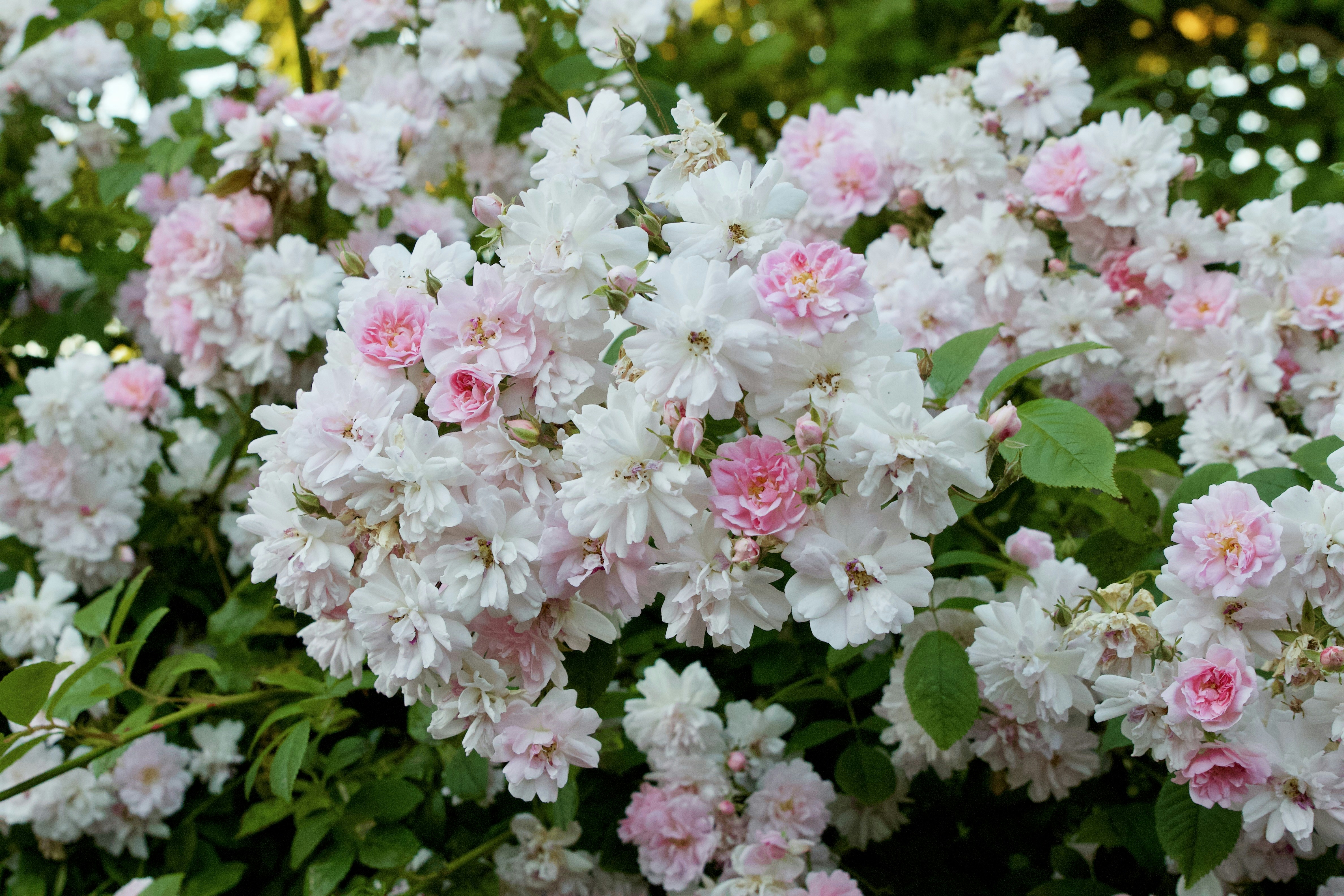 Photo by packetdiscards