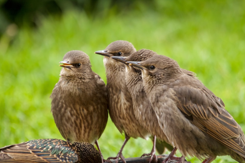 a group of birds sit on a branch