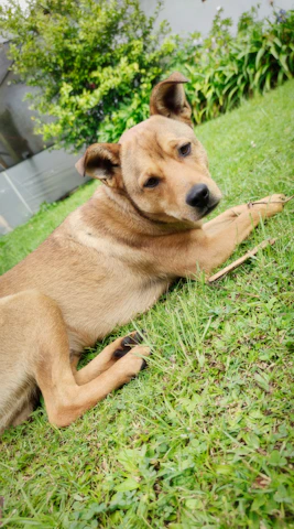 Close-up of a dog wearing a calming vest, looking relaxed in a sunny garden.