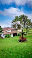 A rural house with a tiled roof is surrounded by lush green grass and various plants. A tree with vibrant red flowers stands prominently in the foreground. The sky above is a bright blue with scattered clouds.