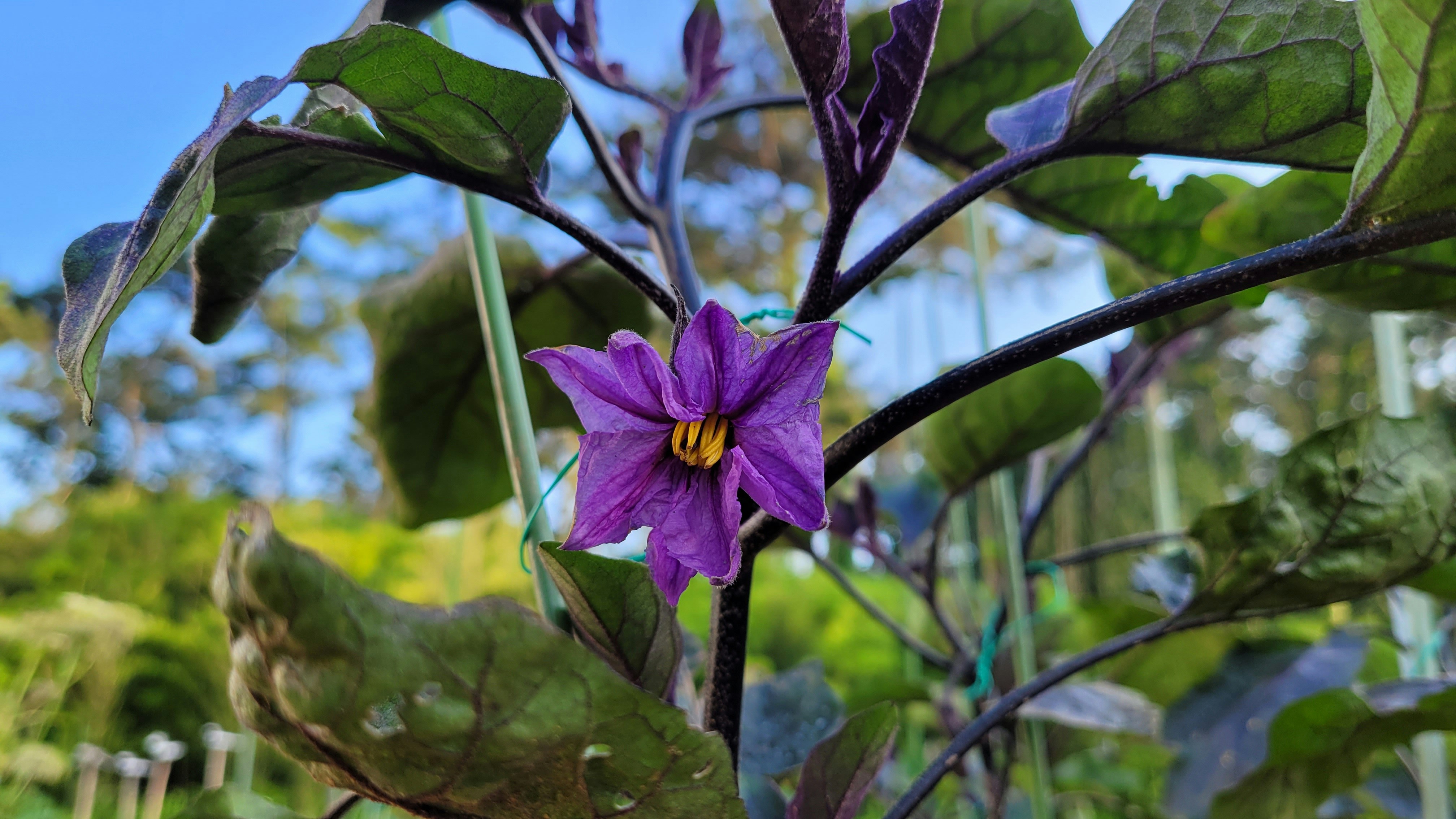 ナスの植え付け