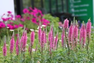 a field of flowers