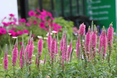a field of flowers