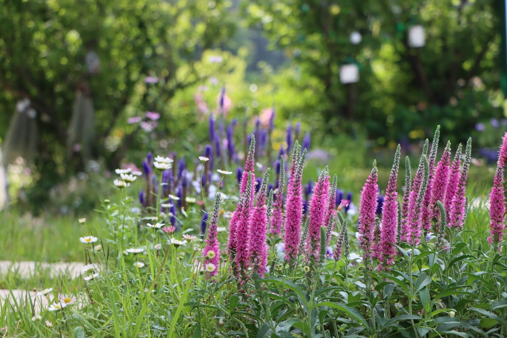 a field of purple flowers