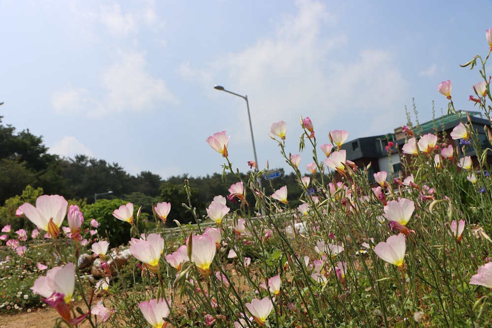 a field of flowers