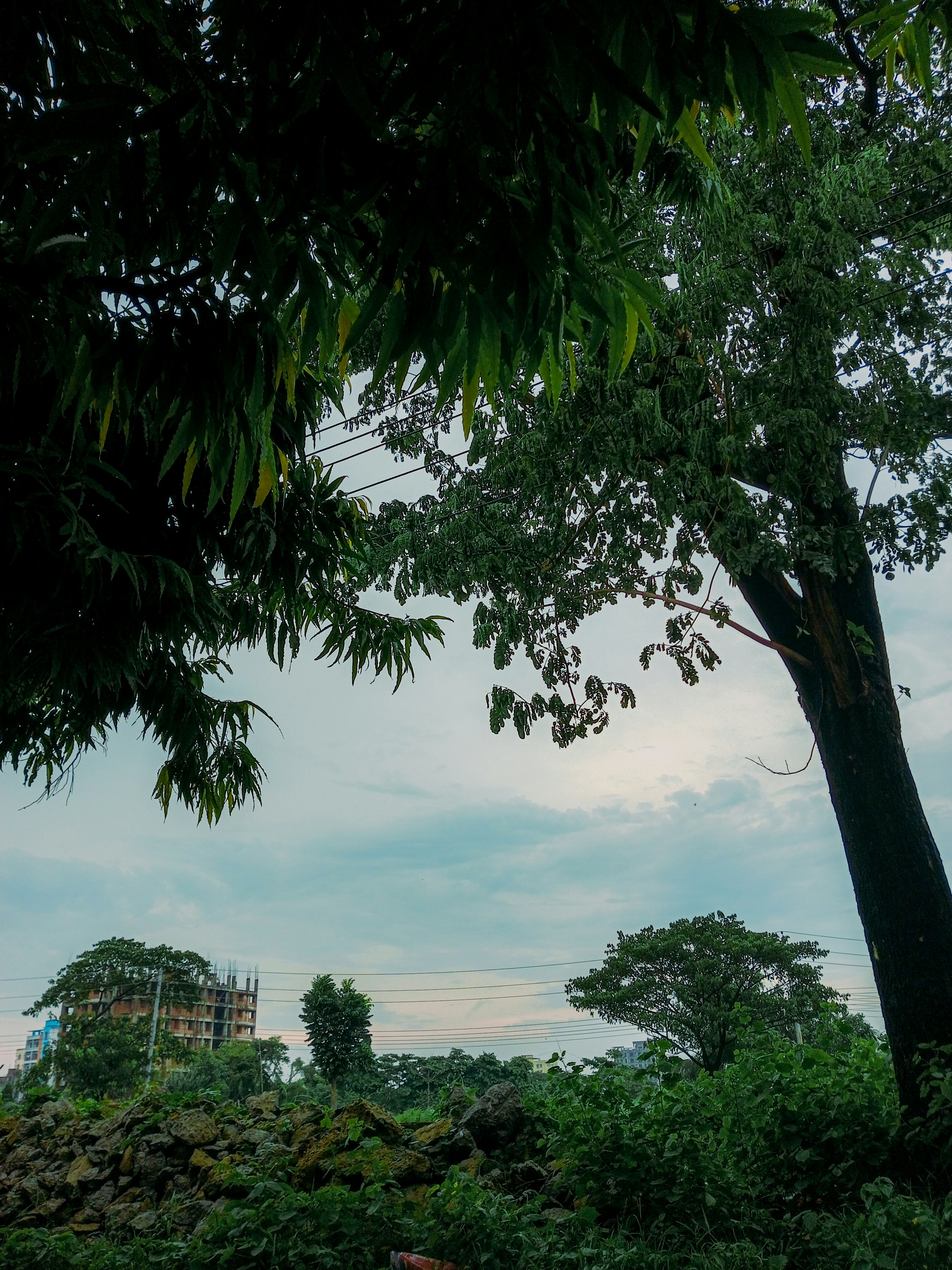 a tree with a city in the background