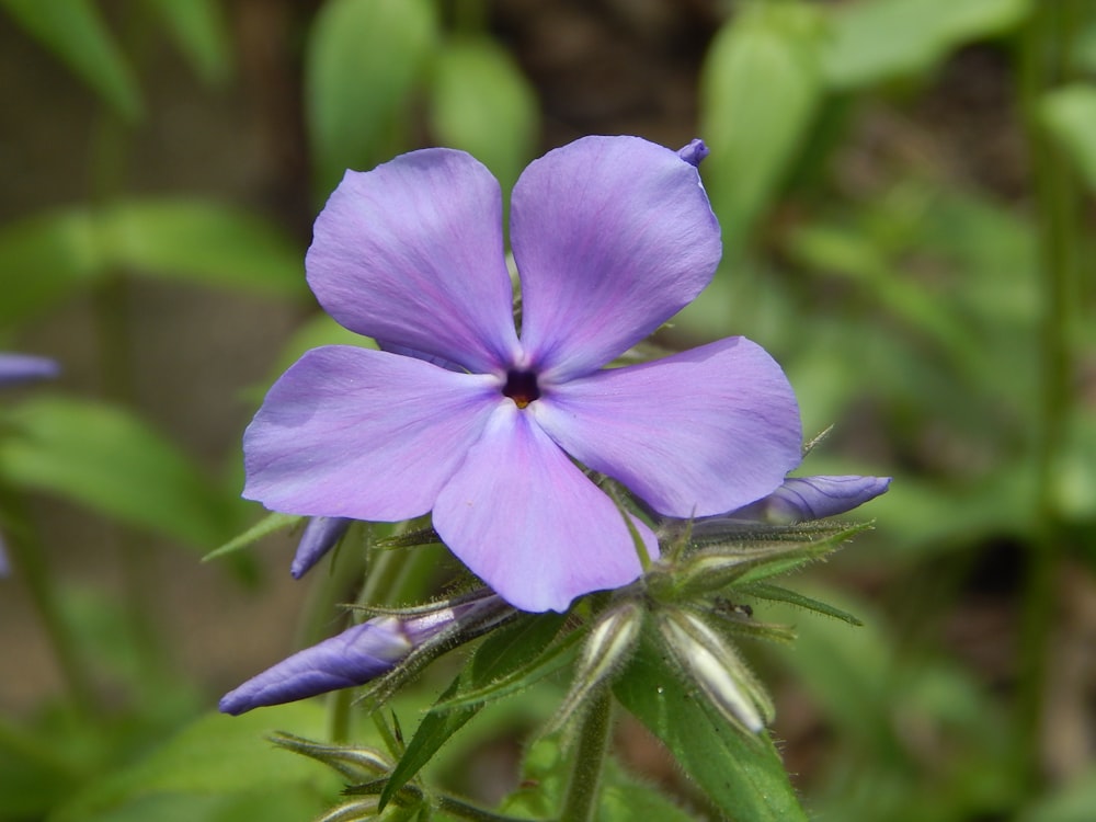 a purple flower with green leaves