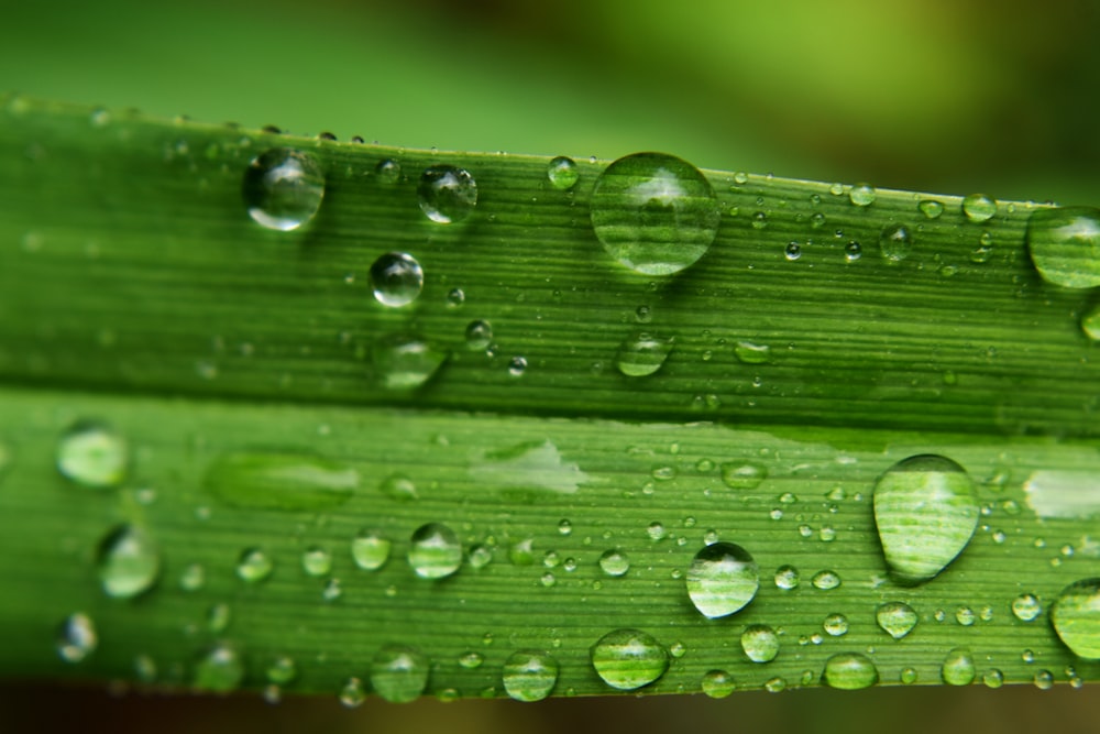 a close up of water drops