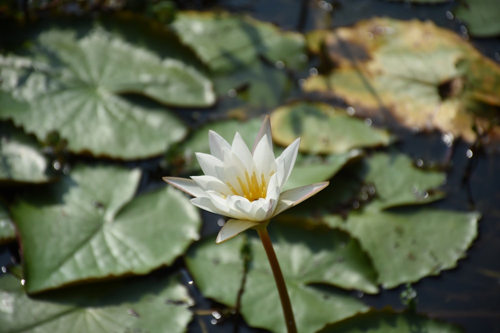 a white flower in a pond