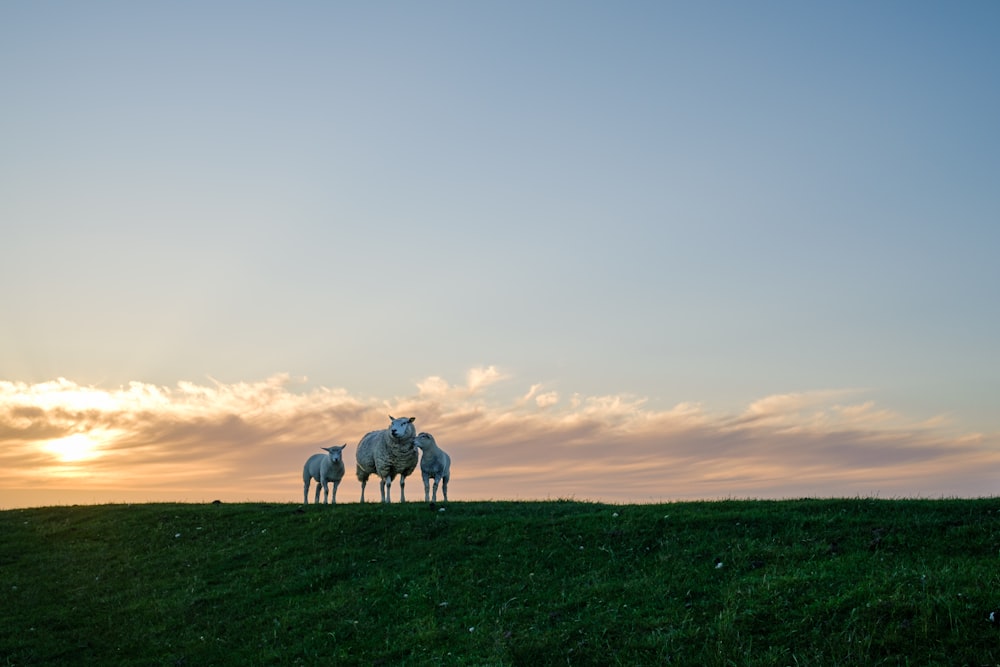 sheep on a hill