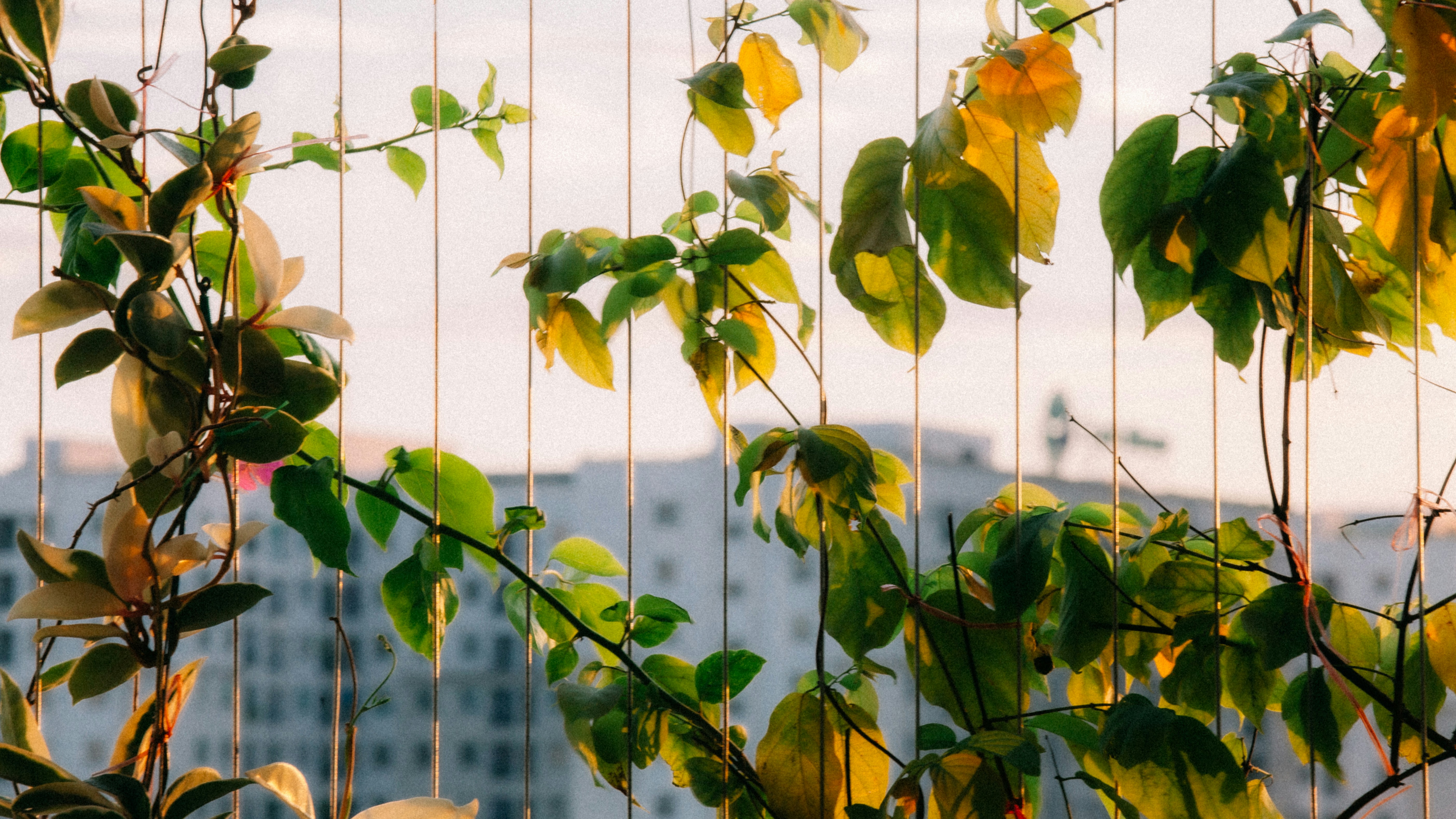 A view of a building through some plants