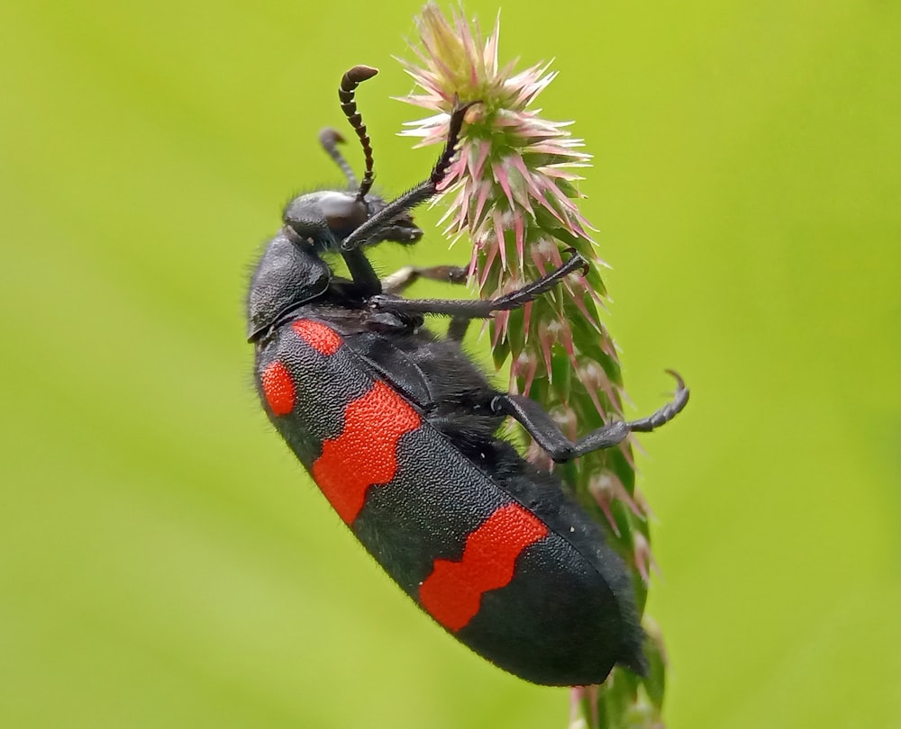 ein schwarzer und roter Schmetterling auf einer Blume