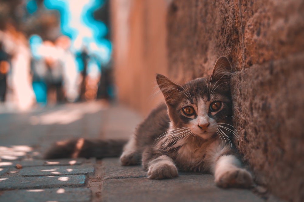 a cat lying on the ground