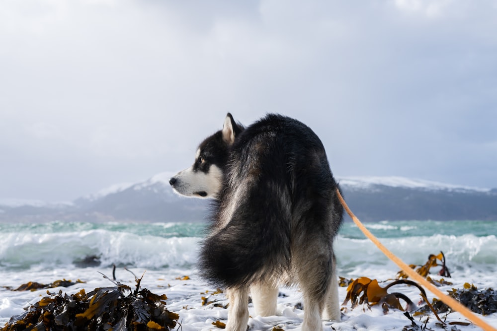 a dog standing on a snowy hill