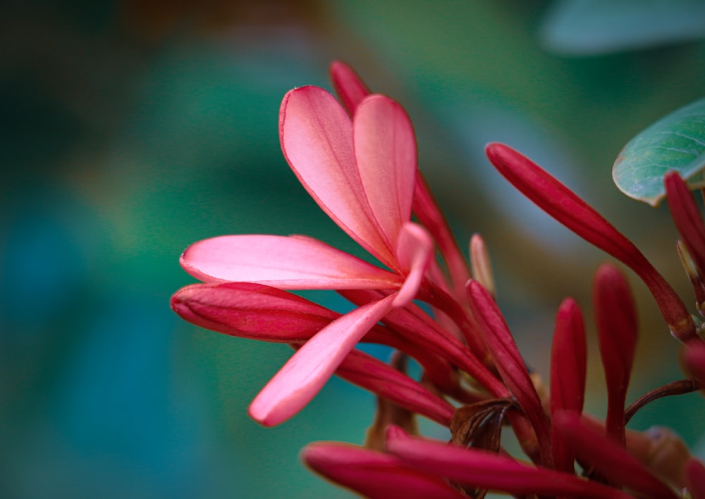 a close up of a flower