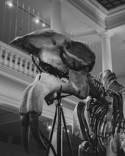 A museum exhibit featuring the fossilized skeleton of a large prehistoric animal, specifically the head and spine, with long tusks prominently displayed. The setting includes grand architectural details such as pillars and lighting.