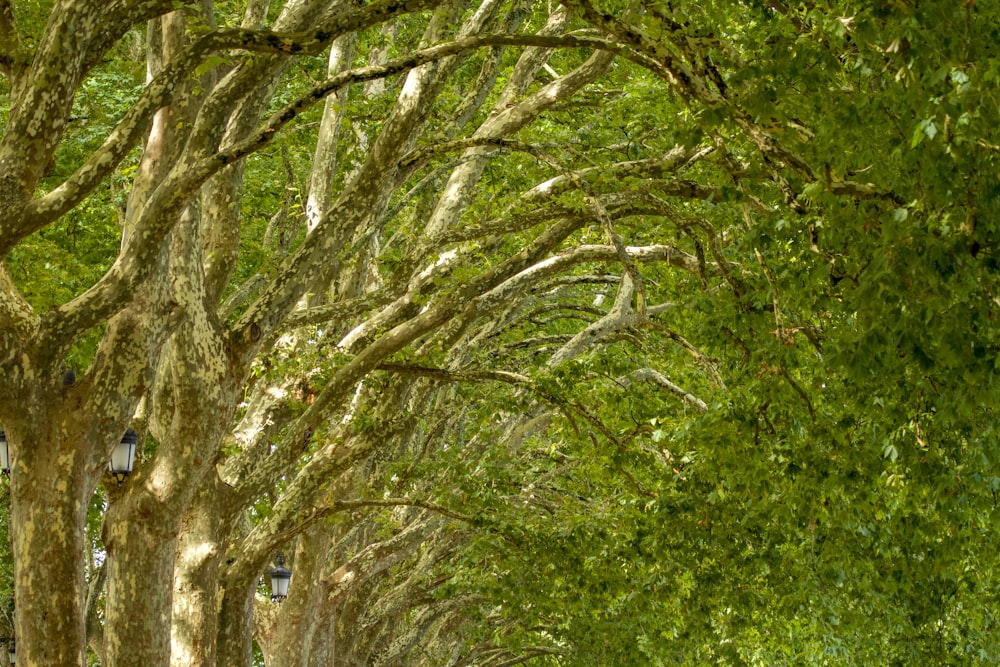 a tree with many branches