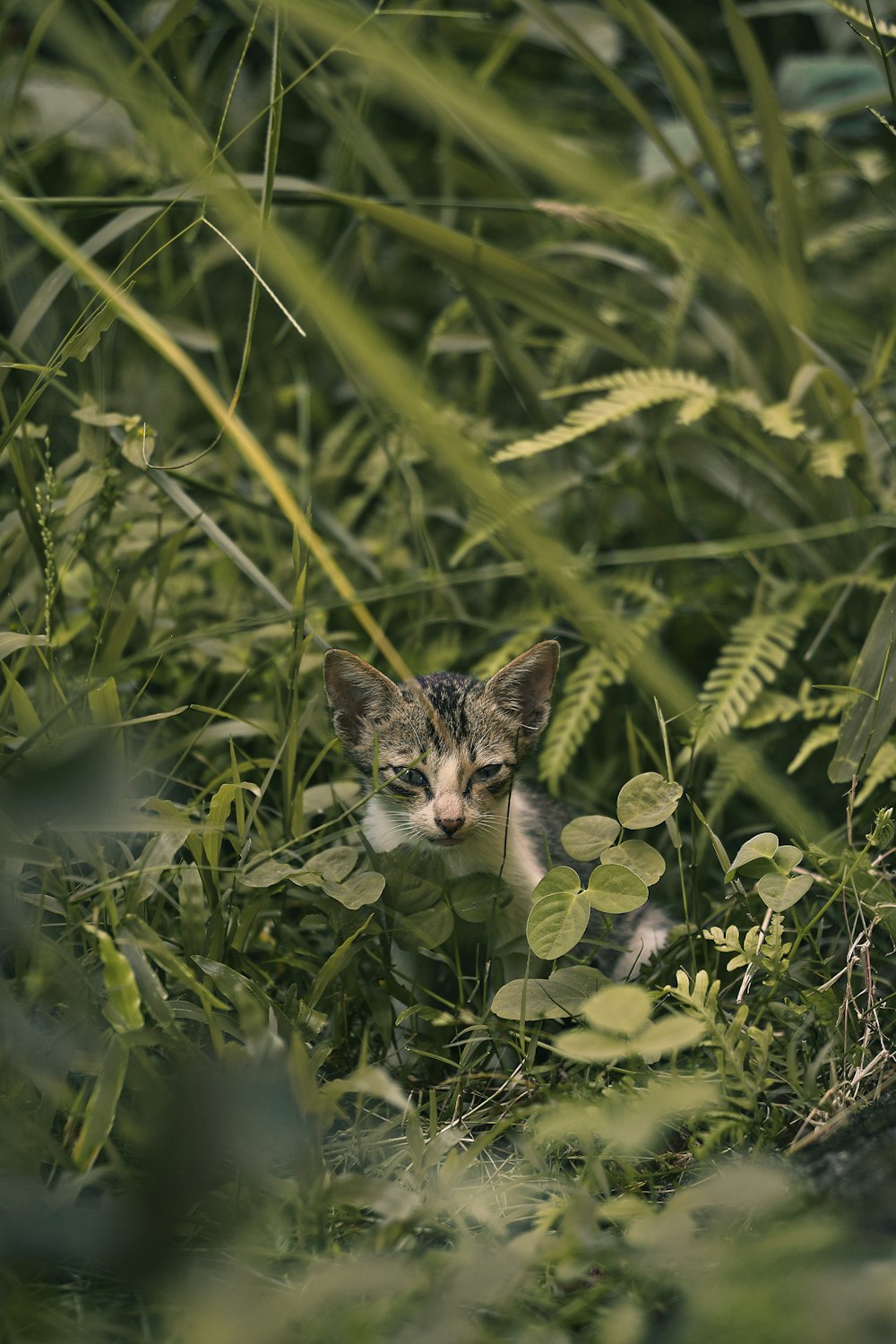 a cat in the grass