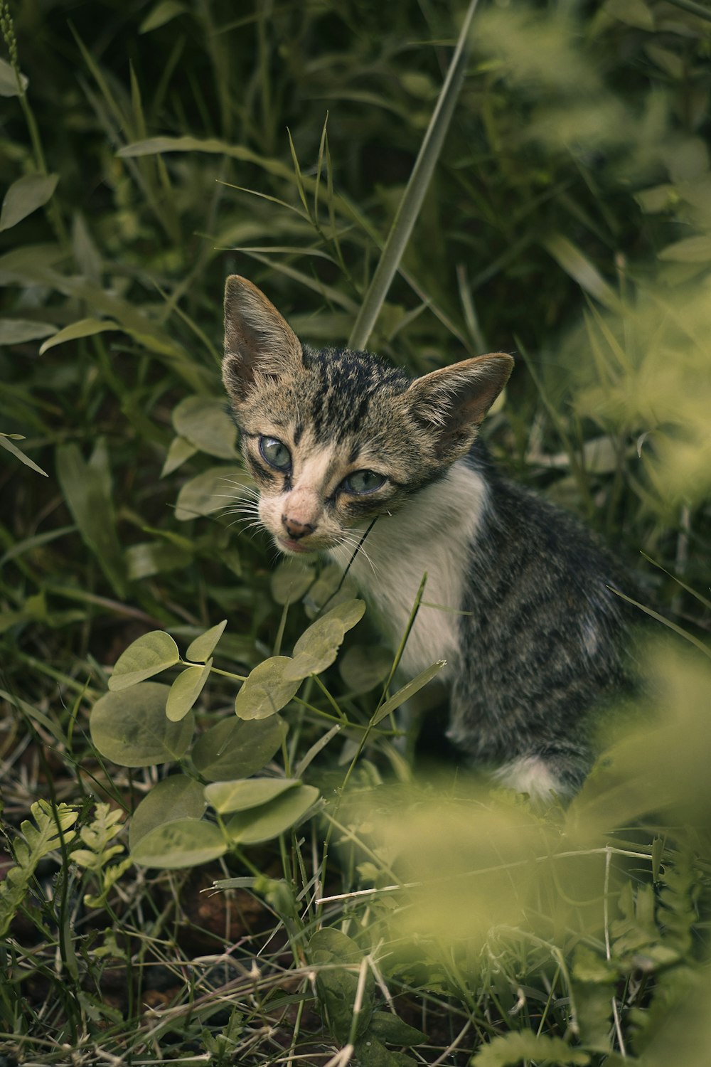 茂みの中の猫