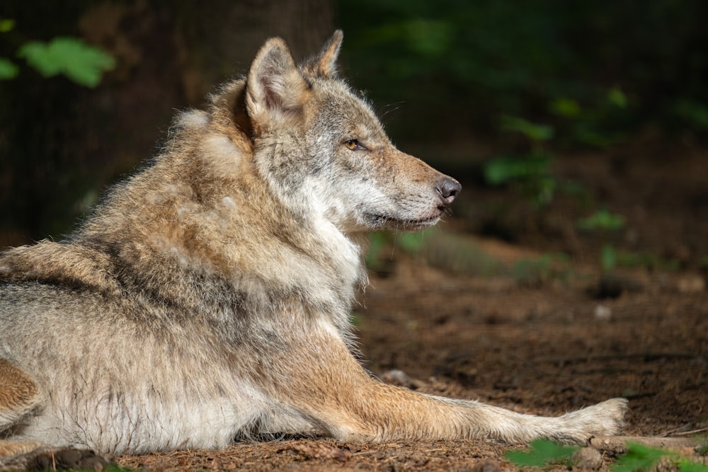 a wolf lying down