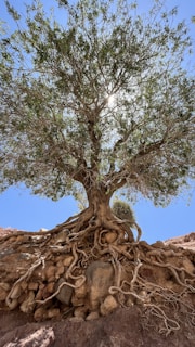 a tree with a rock wall