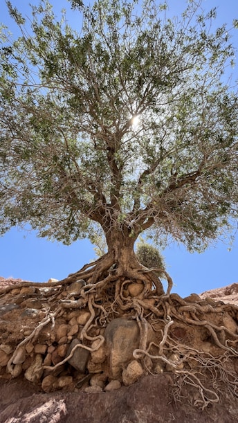 a tree with a rock wall