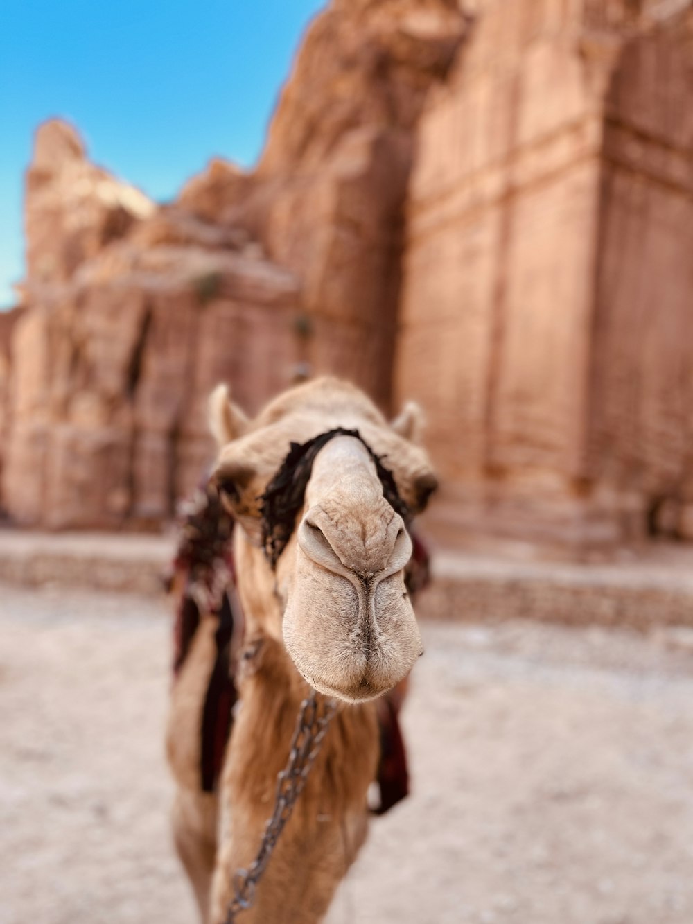 a camel with a chain in front of a red rock wall