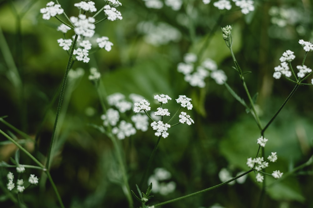 a close up of some flowers