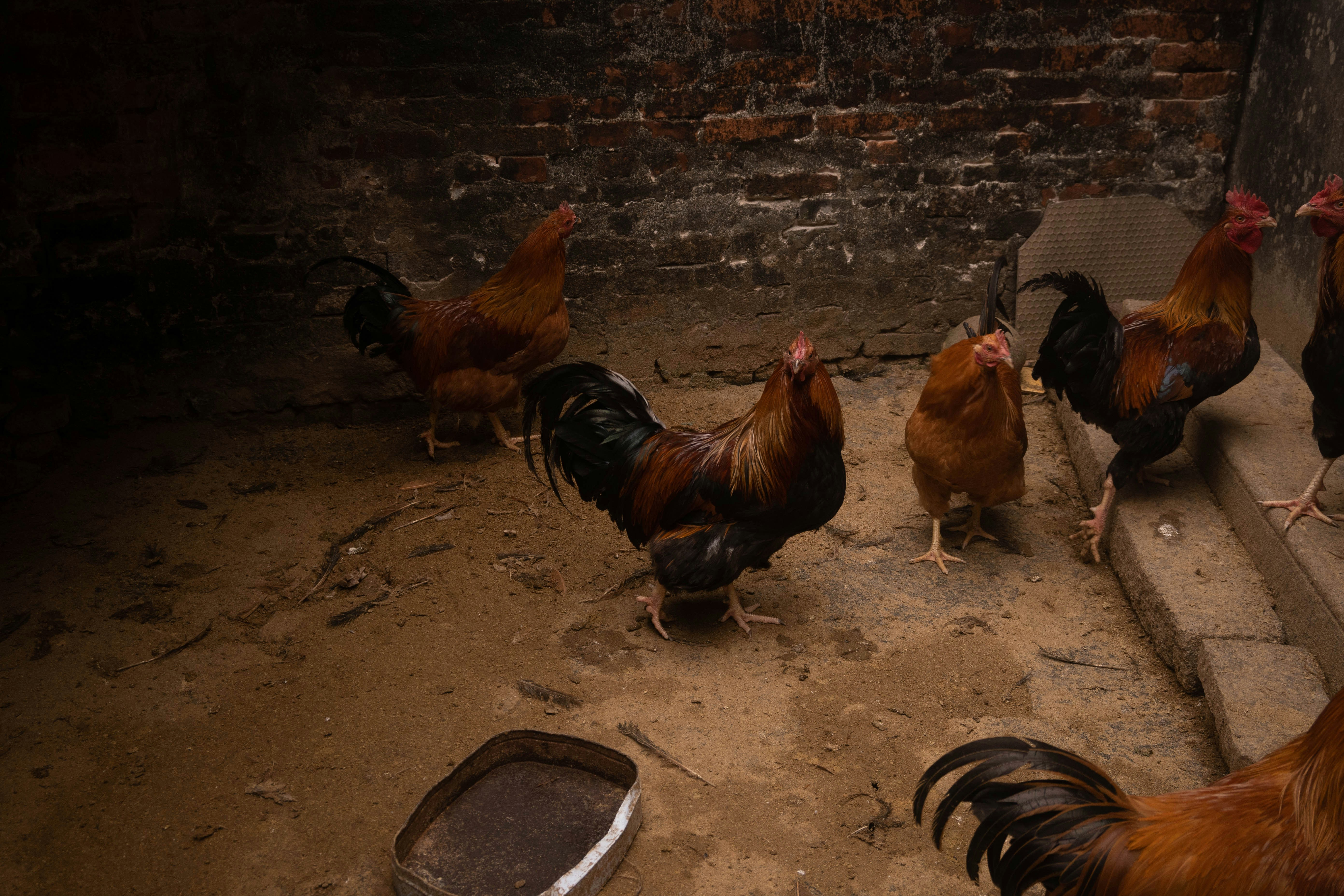 Mengukus Lemper Ayam Sempurna: Waktu, Suhu, & Kelembapan yang Ideal